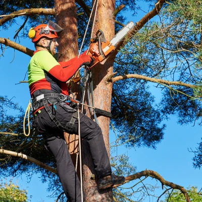 how to choose seo keywords arborist An arborist trims a tree wearing protective gear